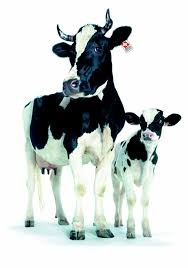 Journée du lait
