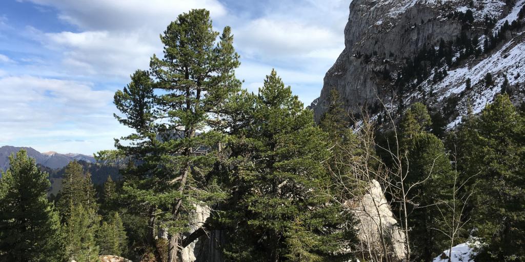 L’arolle en Gruyère, Un outsider venu du froid