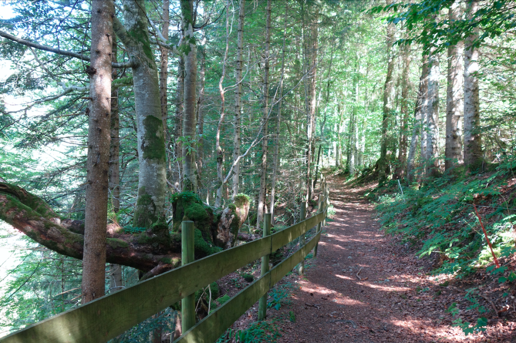 Dans les bois