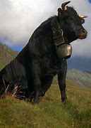 Films de terroirs d'ici et d'ailleurs à La Maison du Gruyère