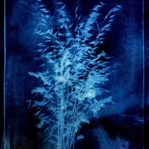 Initiation à la cyanotypie