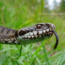 Dans l'ombre des écailles : à la rencontre de la vipère péliade