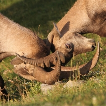 Face à face avec les bouquetins