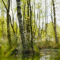 Gurles : naissance, vie et avenir d’un haut-marais