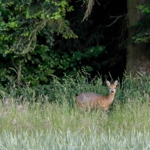 Au cœur des bois